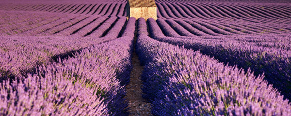 route de la lavande